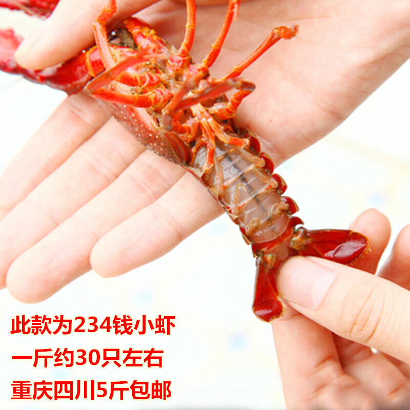 重庆四川清水小龙虾鲜活234钱小虾湖北潜江活体虾尾5斤顺丰包邮