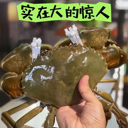 两只一斤野生特大青蟹包活超大公蟹螃菜鲟蟹鲜活海鲜野生海捕公蟹