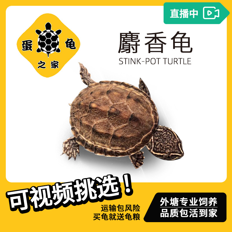 蛋龟之家麝香龟苗巨头黄泽虎纹深水观赏龟活泼爬行宠物外塘观赏龟
