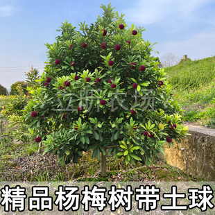 浙江正宗嫁接东魁杨梅树大树苗当年结果带土特大果树果苗庭院种植