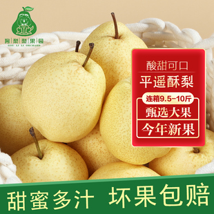 狗梨梨家酥梨山西平遥大果2025年新鲜采摘水果带箱9-10斤包邮脆甜