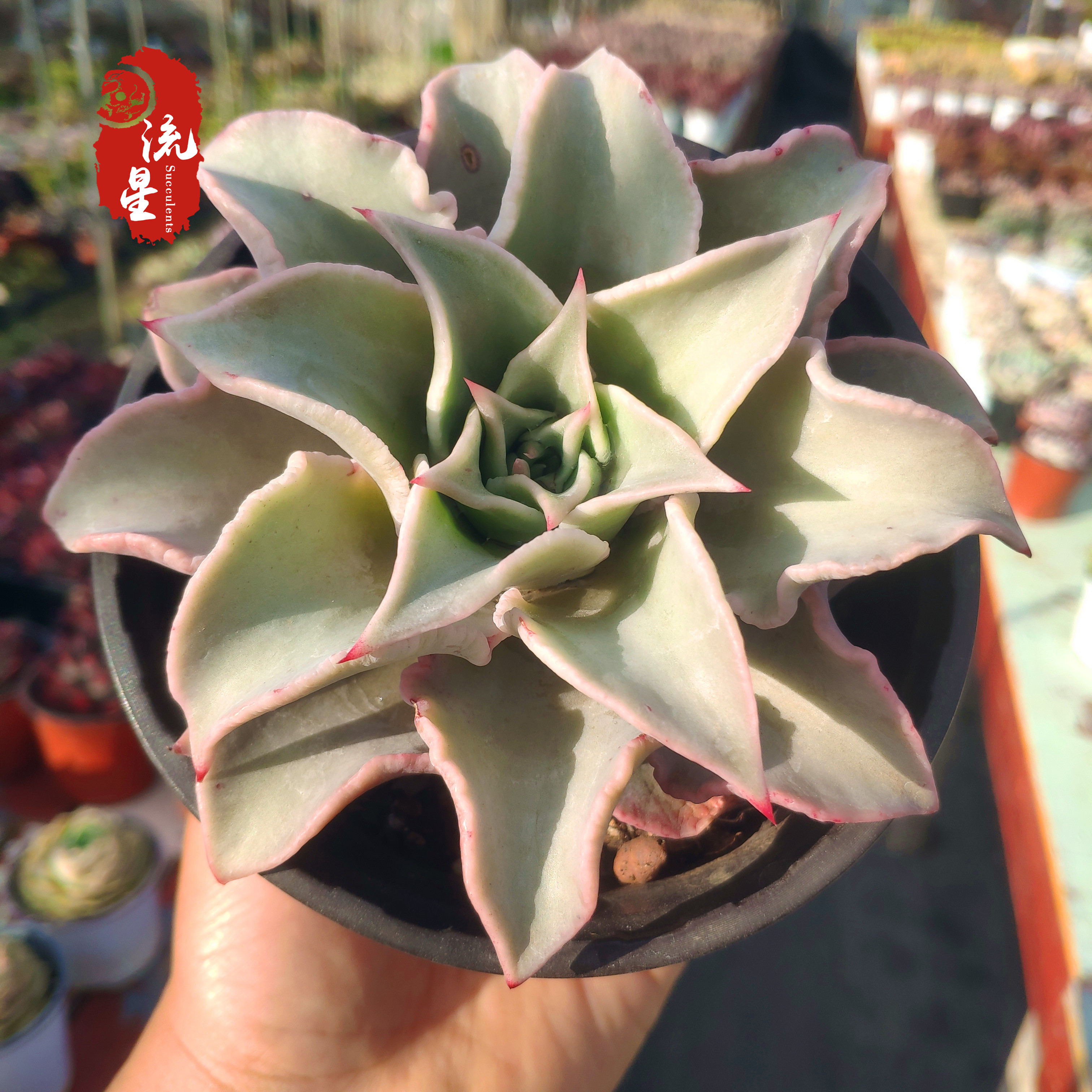 饺子皮 多肉植物窗阳台办公室桌面美观趣味小盆栽云南发货包邮