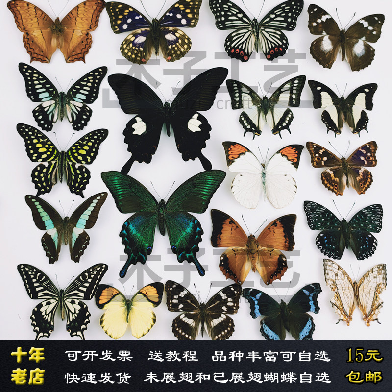 A-品质天然真蝴蝶标本摄影教学图片