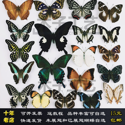 A-品相真蝴蝶标本未展翅原蝶杂蝶昆虫幼儿园教学收藏摄影道具包邮