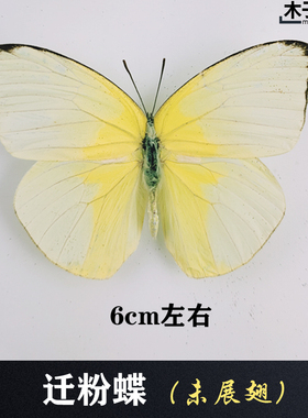 迁粉蝶 真蝴蝶标本未展翅原蝶杂蝶昆虫幼儿园教学摄影道具 包邮