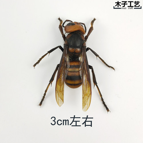 胡蜂 黄蜂 昆虫蝴蝶标本动物虫教学拍照道具标花丽原虫 包邮