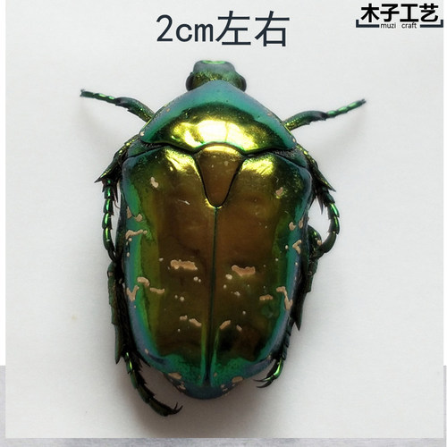 亮绿星花金龟子 昆虫蝴蝶标本动物虫教学拍照道具标花丽原虫 包邮