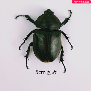 独角仙雌 昆虫蝴蝶标本真虫动物虫天牛教学拍照道具原虫 包邮