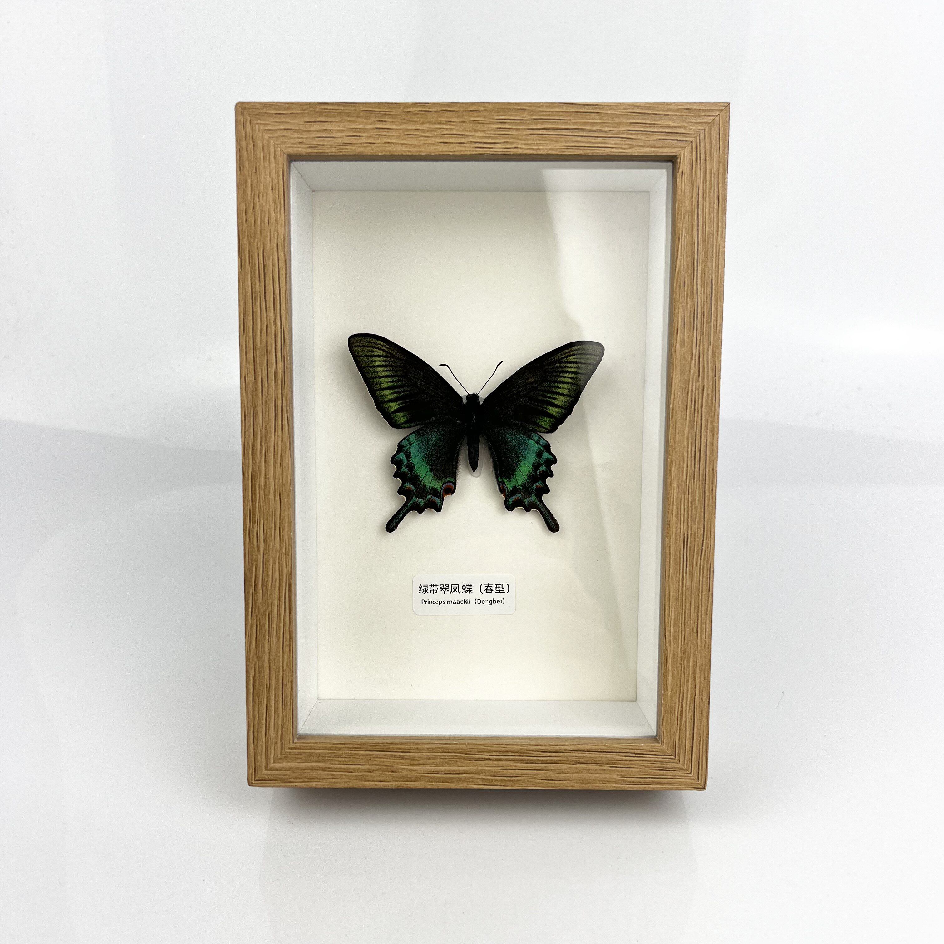蝴蝶标本框 真蝴蝶标本未展翅原标本类装饰画