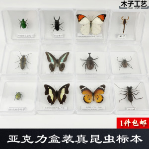 亚克力盒装昆虫蝴蝶标本真虫动物天牛教学教育拍照道具原虫 包邮