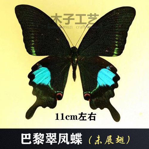 巴黎翠凤蝶 真蝴蝶标本未展翅原蝶昆虫幼儿教学摄影道具 包邮