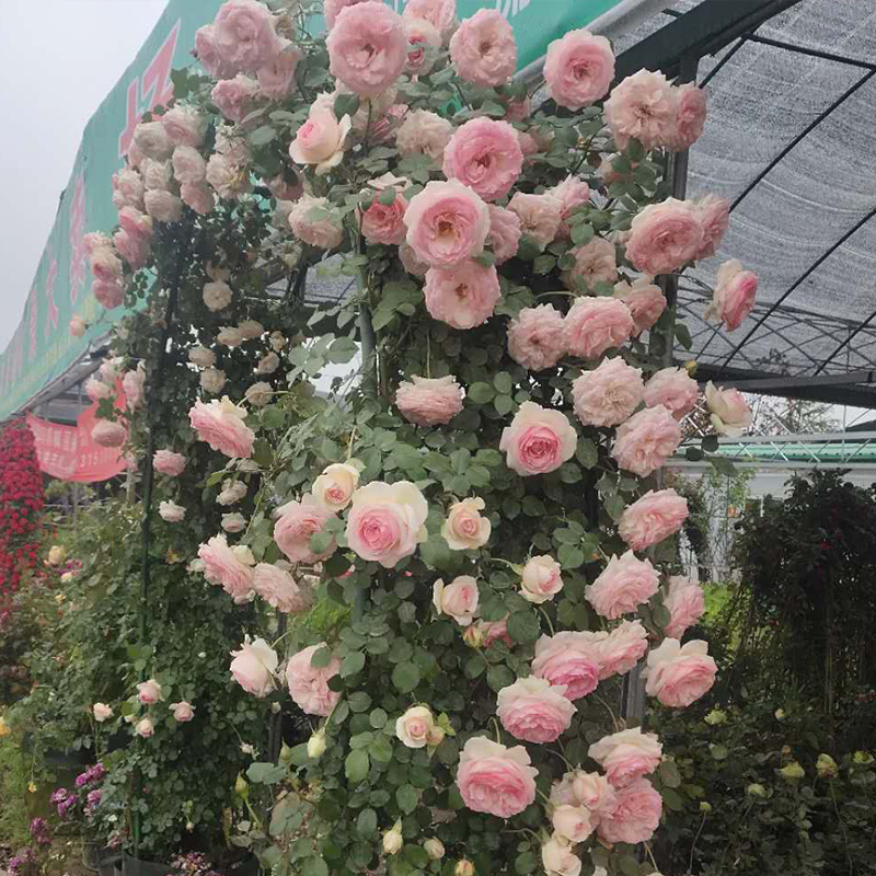 花卉單方療疾薈萃
