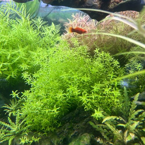 日本高珍珠阴性不用二氧化碳水草