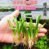 鱼缸生态缸造景水草新手易活前后景大水兰小水兰纽兰龙舌兰小皇冠