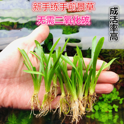新手易活前后龙舌兰小皇冠水草