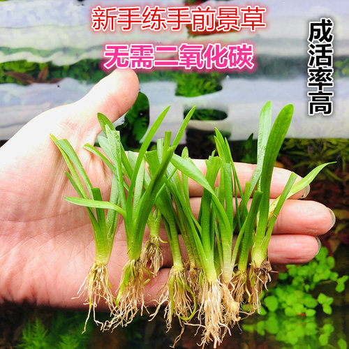 新手易活前后龙舌兰小皇冠水草