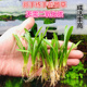 鱼缸生态缸造景水草新手易活前后景大水兰小水兰纽兰龙舌兰小皇冠