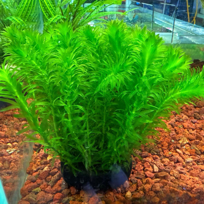 蜈蚣草坨草水草新手阴性好养有茎类后景鱼缸装饰植物增氧净化水质