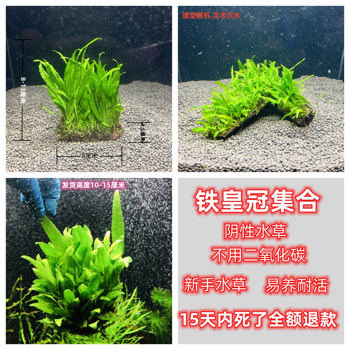 懒人阴性植物皇冠类新手易养耐活