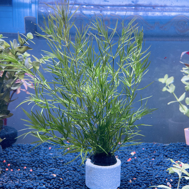 印度小竹节金鱼藻鱼缸淡水可漂浮三无缸懒人阴性水草无需二氧化碳