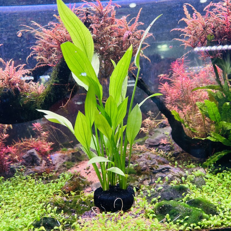 阿根廷皇冠鱼缸挺水植物好养好看