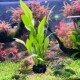 阿根廷皇冠水草生态鱼缸挺水植物阴性不用二氧化碳新手入门级好养