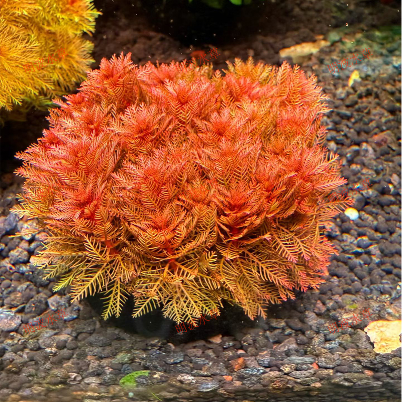 红羽毛水草组合坨草鱼缸造景水草植物后景细叶红色好养易红生长快