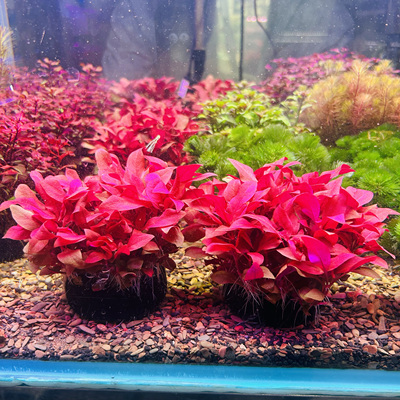 红色中景水草可种植可绑沉木造景