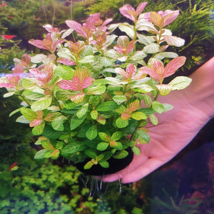 红丝青叶水草鱼缸淡水植物红色好养新手懒人入门沉底无需底沙种植