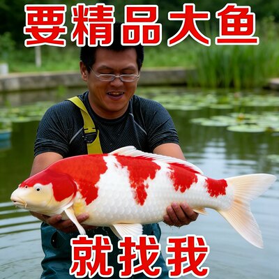 冷水锦鲤观赏鱼淡水鱼渔场直销