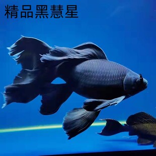 观赏鱼黑慧星蝴蝶鲤纯种黑金锦鲤长尾乌金冷水鱼黑色活鱼冷水易活