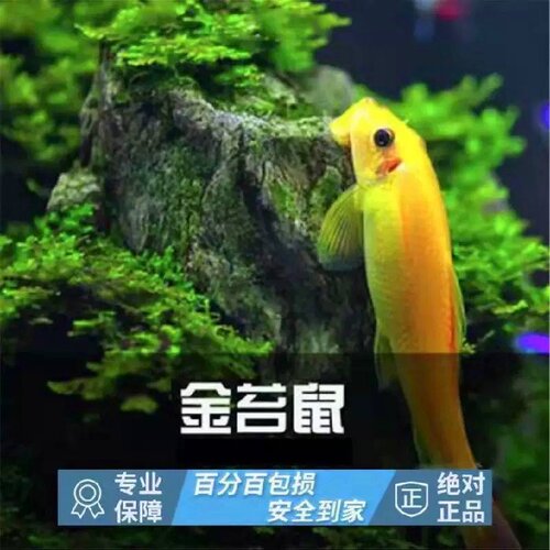 金苔鼠鱼热带观赏鱼清道夫鼠鱼鱼缸除藻鱼清洁鱼活鱼工具鱼