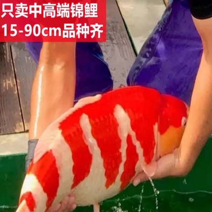 冷水鱼观赏鱼红白大正三色纯种锦鲤红鲤鱼淡水小型好养耐活宠物鱼