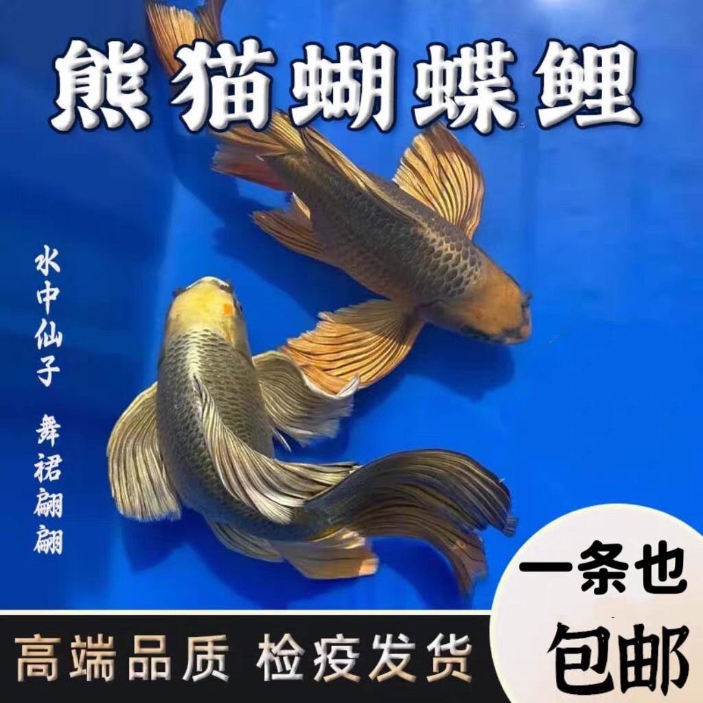 日本活体锦鲤鱼苗包邮