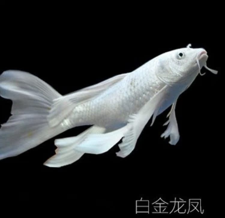 锦鲤鱼招财鱼淡水鱼冷水好养鱼