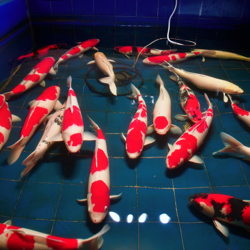 精品宠物淡水鱼大正三色纯种耐活