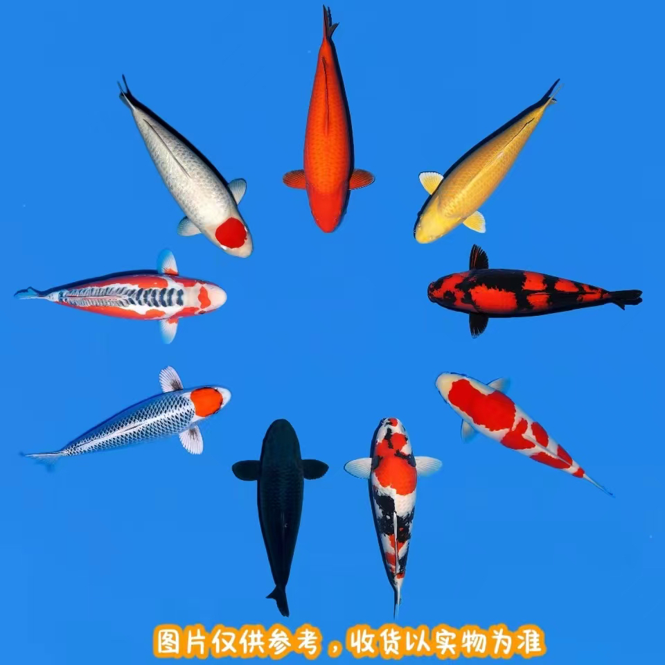 冷水锦鲤观赏鱼淡水鱼渔场直销