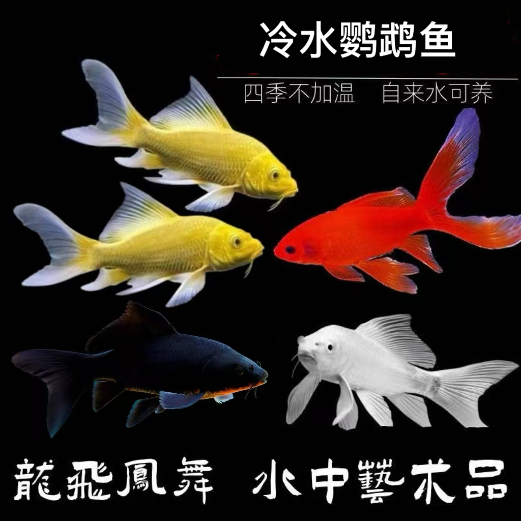冷水鹦鹉鱼观赏鱼锦鲤鱼活体好养