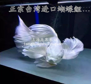正宗台湾蝴蝶鲤黄金白金龙凤锦鲤龙鲤鱼观赏鱼冷水鱼活体包邮包活