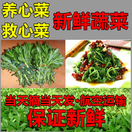 新鲜野生蔬菜养心菜救心菜救心草高钙菜景天三七费菜当天摘当天发