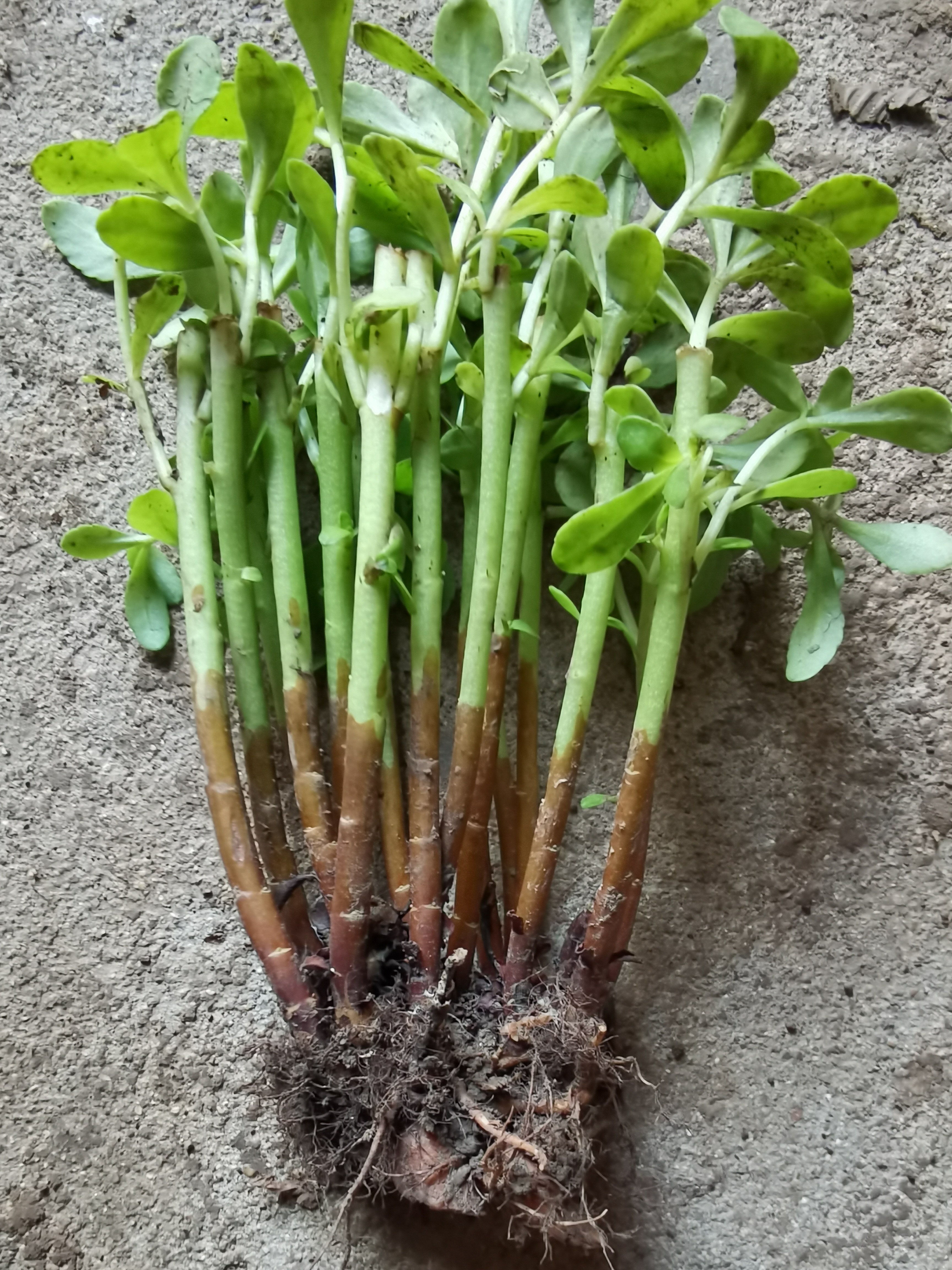 包邮养心菜救心菜救心草高钙菜景天三七费菜新鲜种苗种子茶粉包活 - 实物图