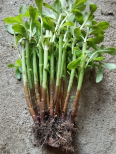 包邮养心菜救心菜救心草高钙菜景天三七费菜新鲜种苗种子茶粉包活