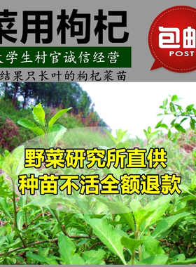 菜用枸杞种子 枸杞菜种子 菜用枸杞苗 蔬菜种子 菜枸杞叶用枸杞种