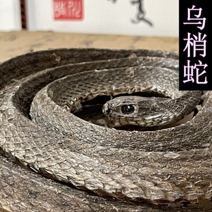 乌蛇中药材乌梢蛇干正品保障乌风蛇皮食用磨粉葛根佛手包邮鞭