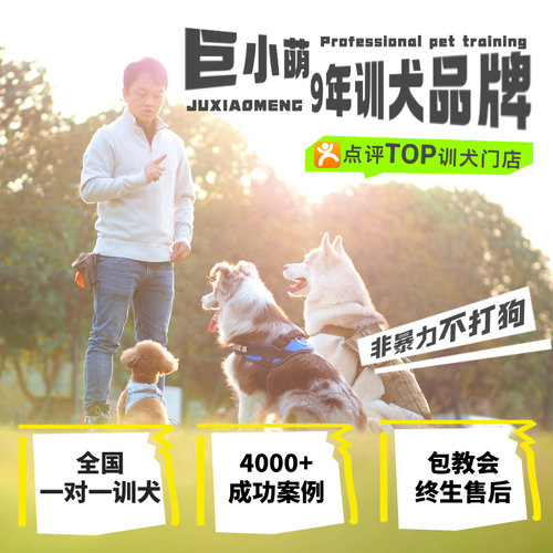 巨小萌广州上门训犬幼犬上厕所