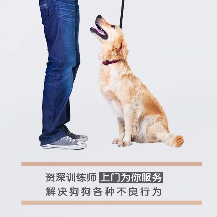 巨小萌训犬宠物训练师一对一在线远程指导训狗北京上海成都重庆