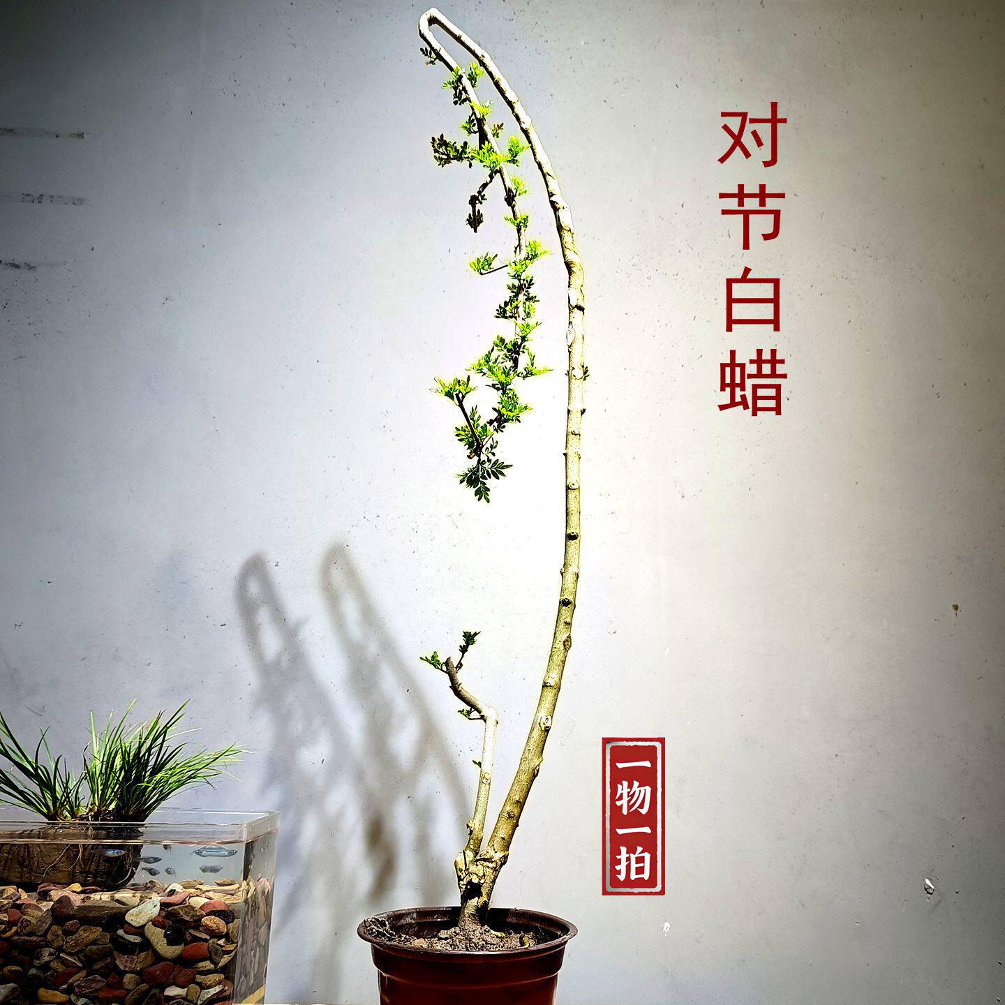对节白蜡老桩盆景禅意异形