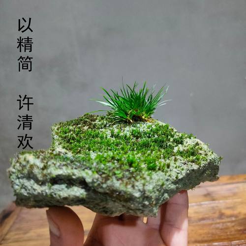 茶桌绿植附石菖蒲吸水石