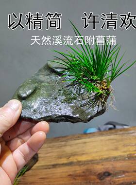天然溪流石附菖蒲微景观