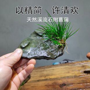 天然溪流石附菖蒲微景观盆景苔藓水培鱼缸养龟植物
